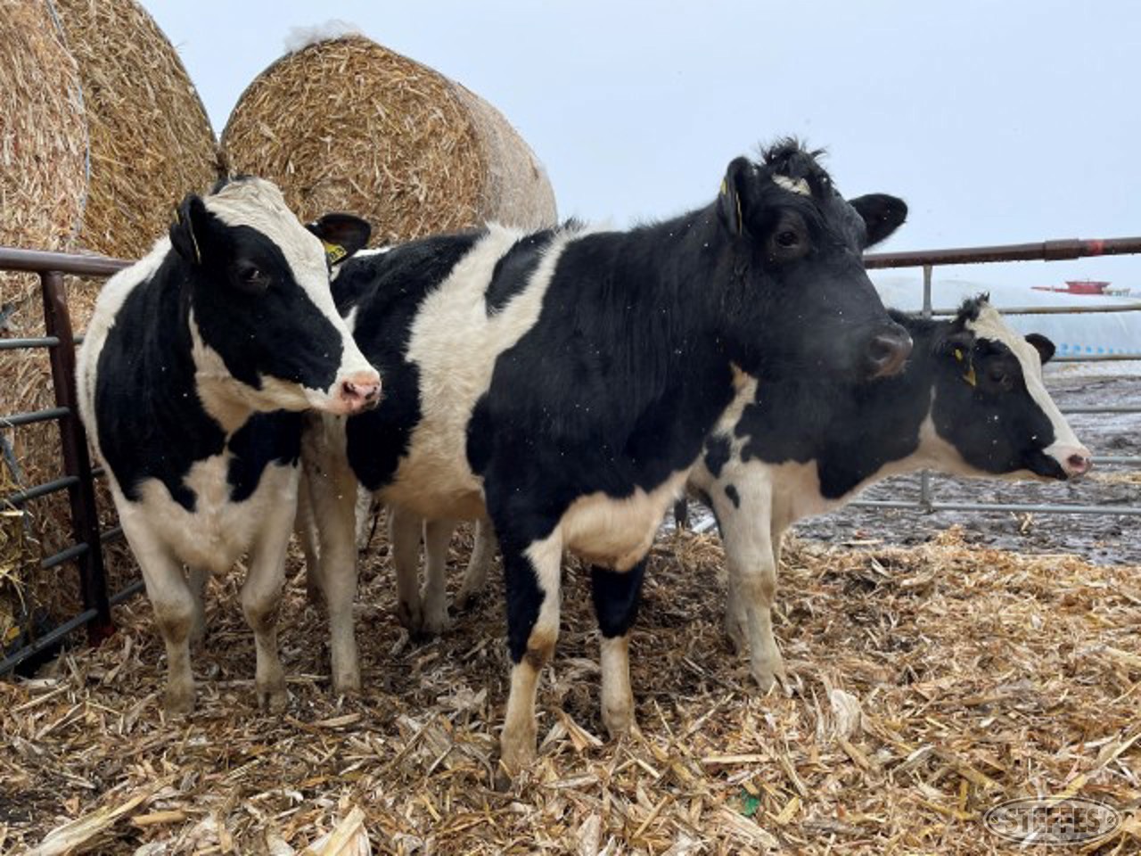 (7 Head) Holstein bred heifers